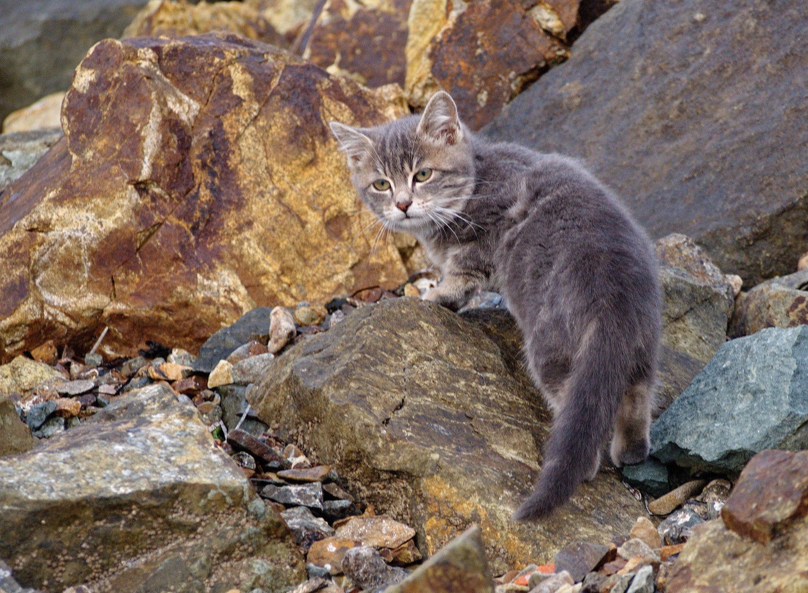 Fur seals of Vladivostok - cat, Sea, Vladivostok, A selection, Longpost