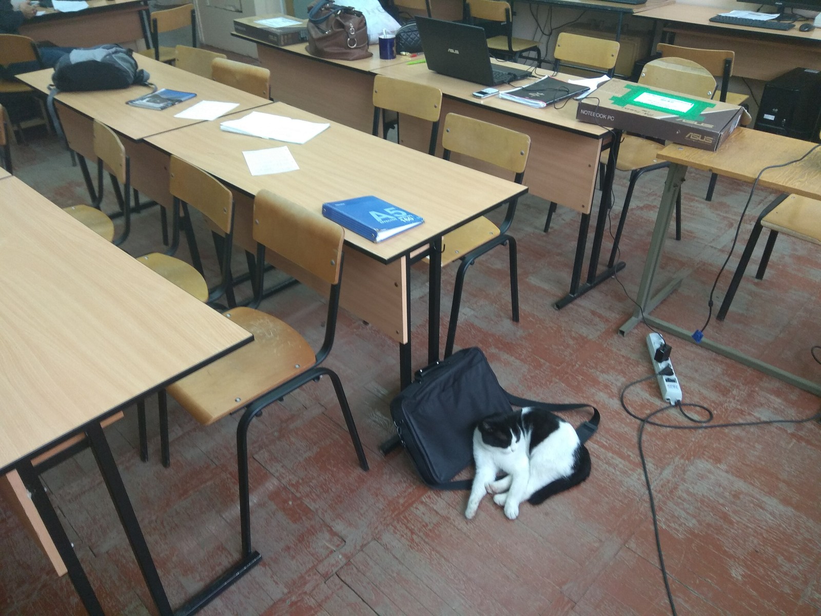 Student - My, cat, Students, Studies