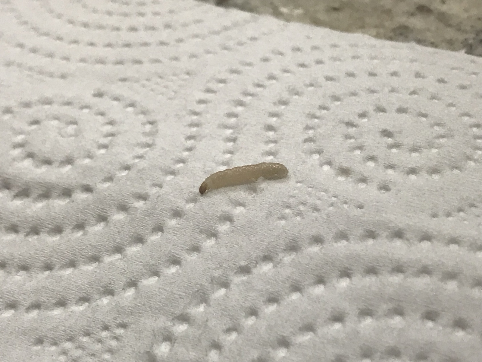 Маленькие личинки в диване