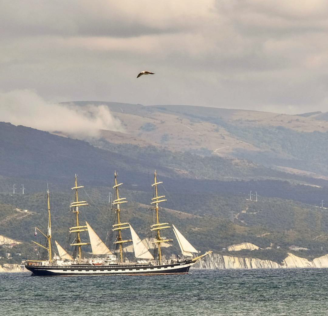 About the friendship of sailors and birds. - My, Ship's Life, Sea, Sea life, Birds, Vessel, Work at sea, Seabirds, Falcon, Longpost, Sailors