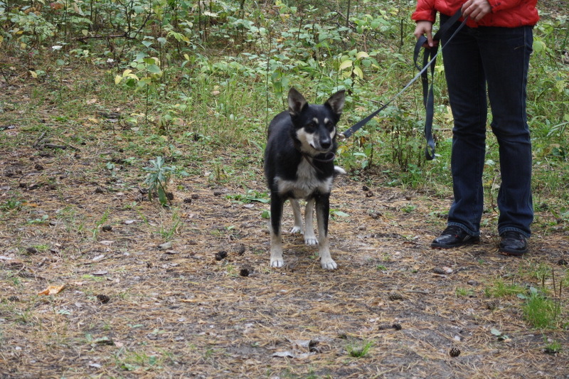 Dogs 2 - My, Ambulance, Dog