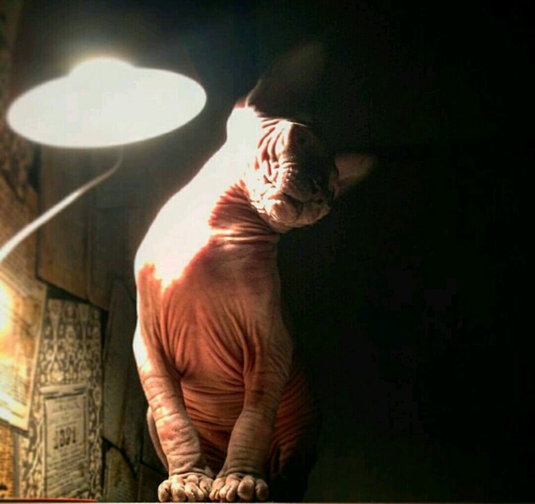 My cat lamp - My, Gaspard, Cat with lamp, cat