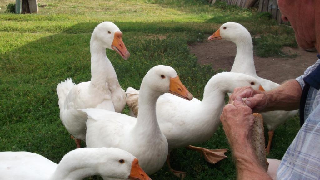 Domestic geese part 2 - My, Гусь, Goose, Pets, Birds, Longpost