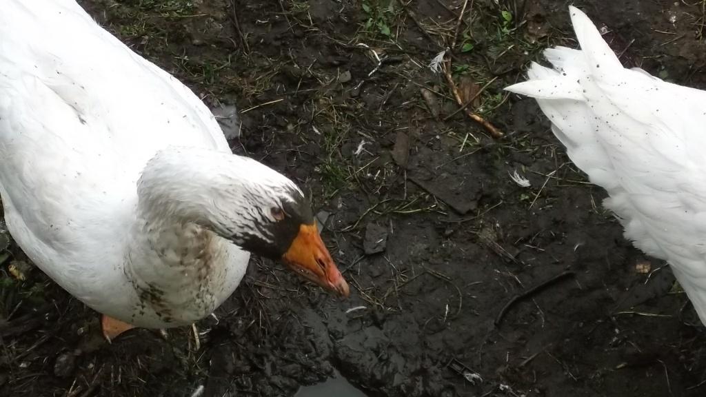 Domestic geese part 2 - My, Гусь, Goose, Pets, Birds, Longpost