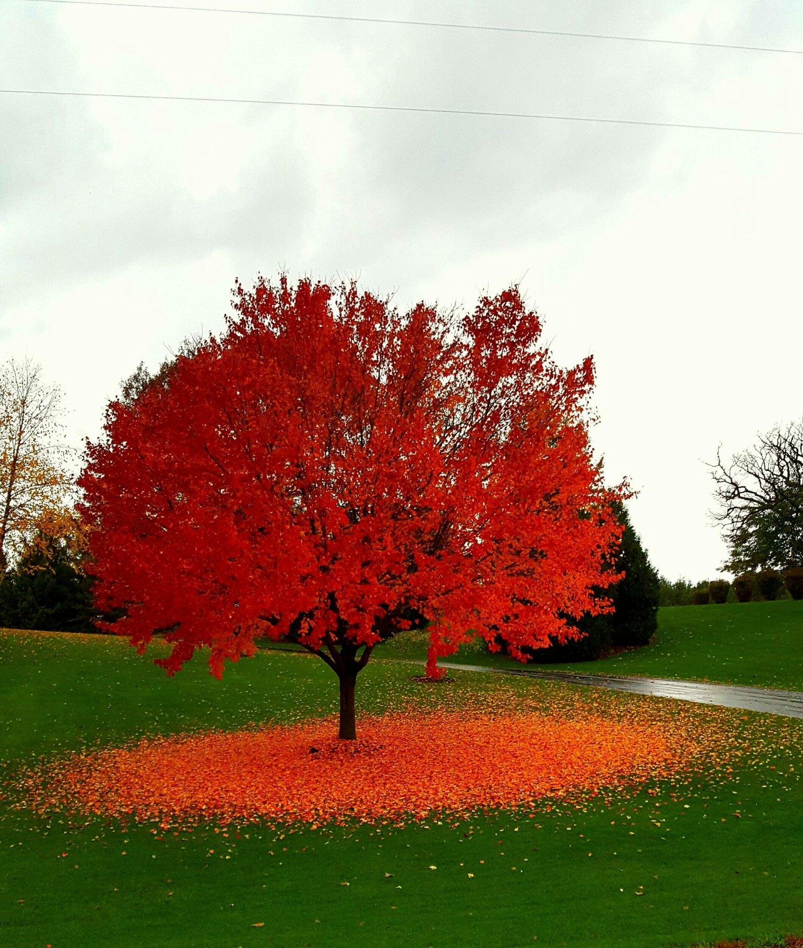 The paint was peeling off - Tree, Autumn, Fallen leaves, Reddit, Autumn leaves