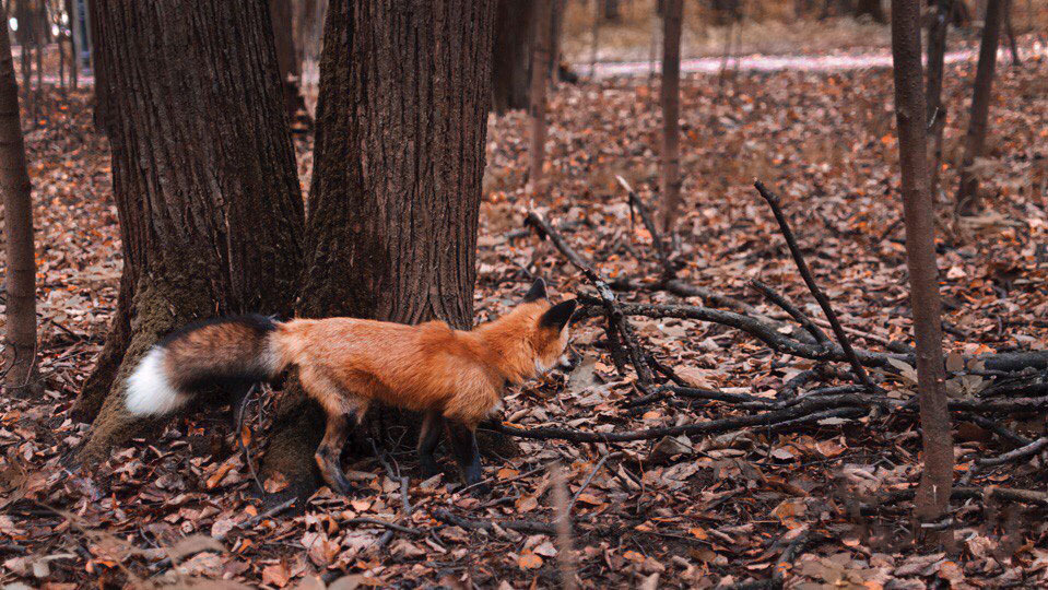 Fox vaccination - My, , Domestic fox, Vaccine