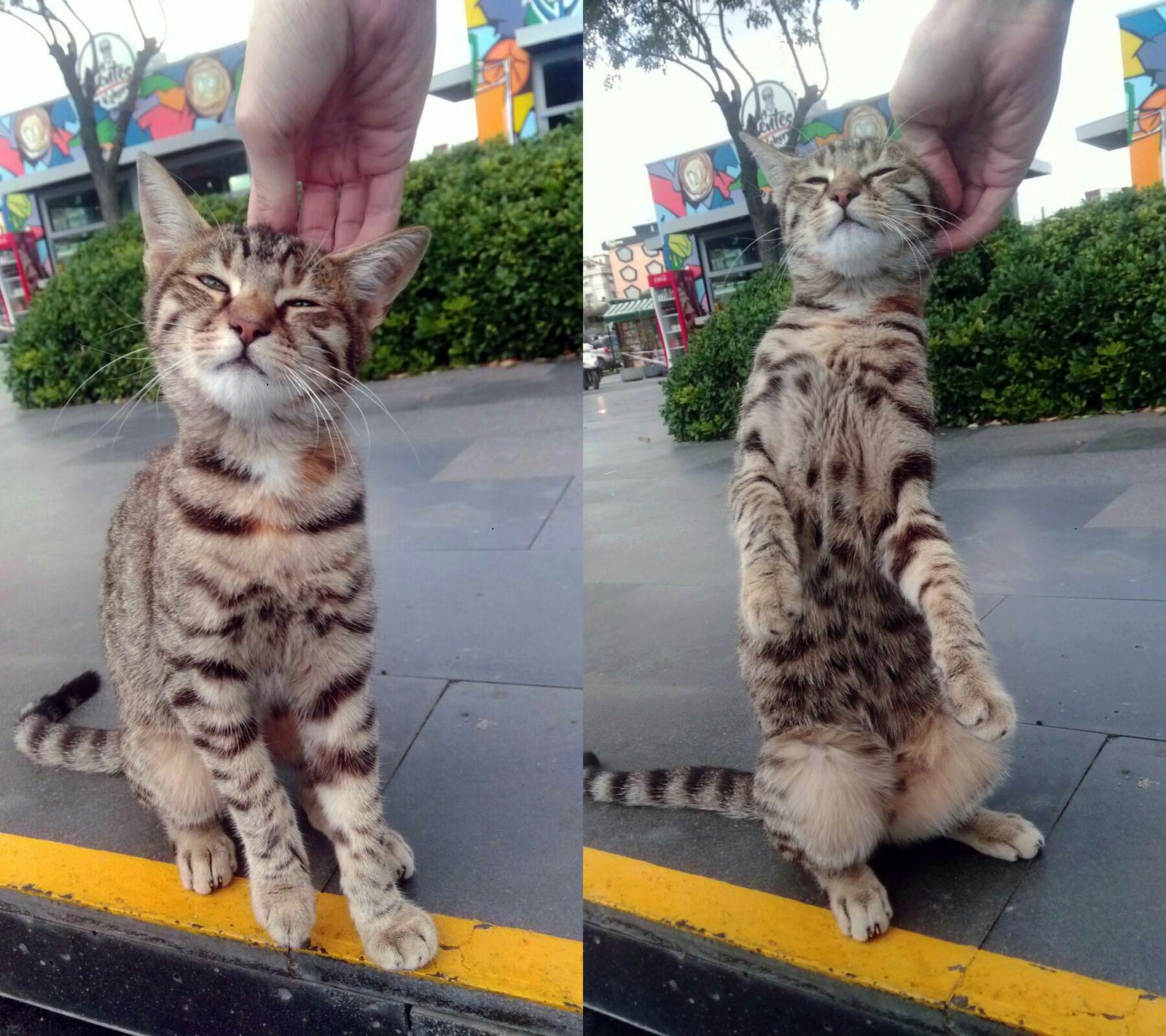 Street cats want affection too - cat, Weasel