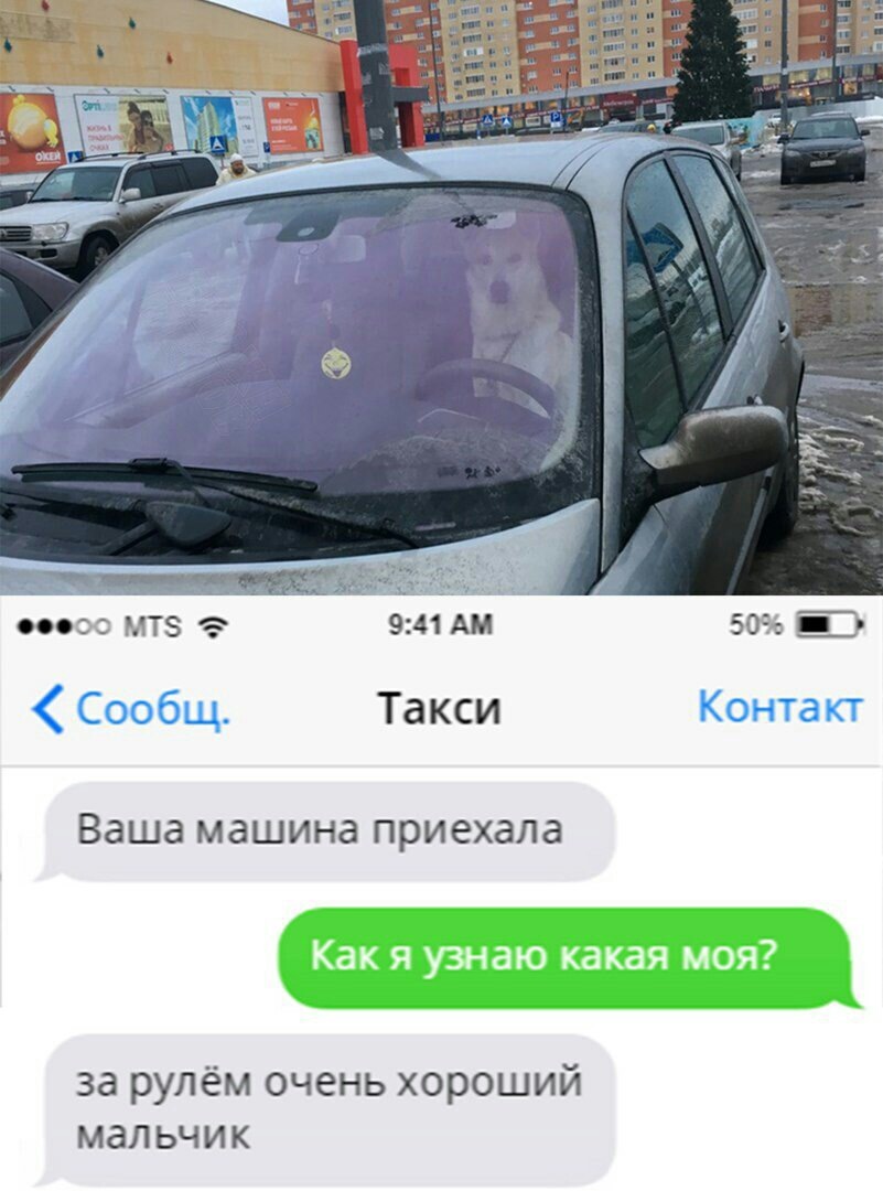 Very good boy - Taxi, Good boy, Tyumen, Dog