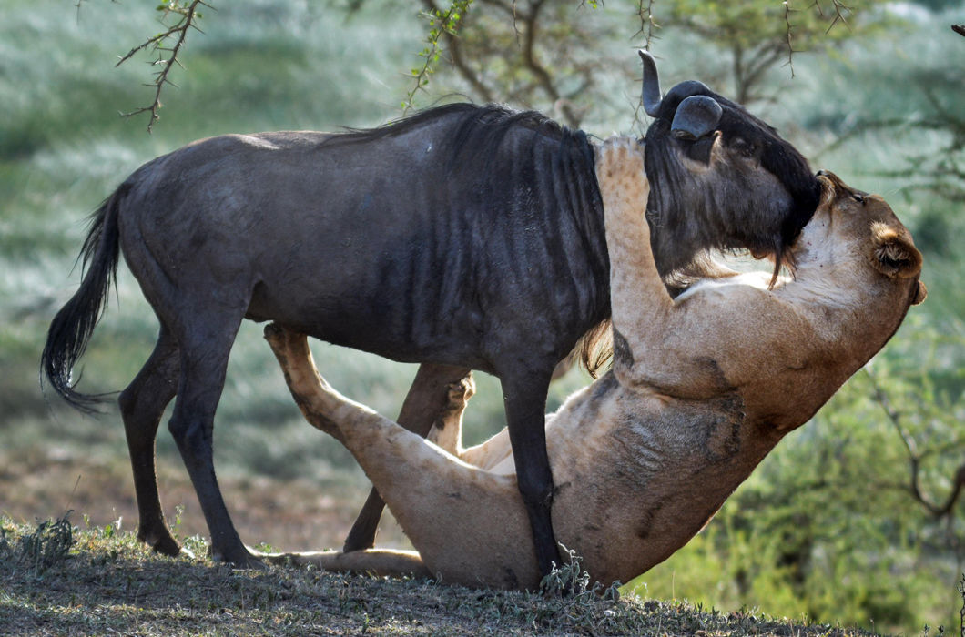 The kiss of death - The photo, Lioness, Wildebeest, Kiss, Death