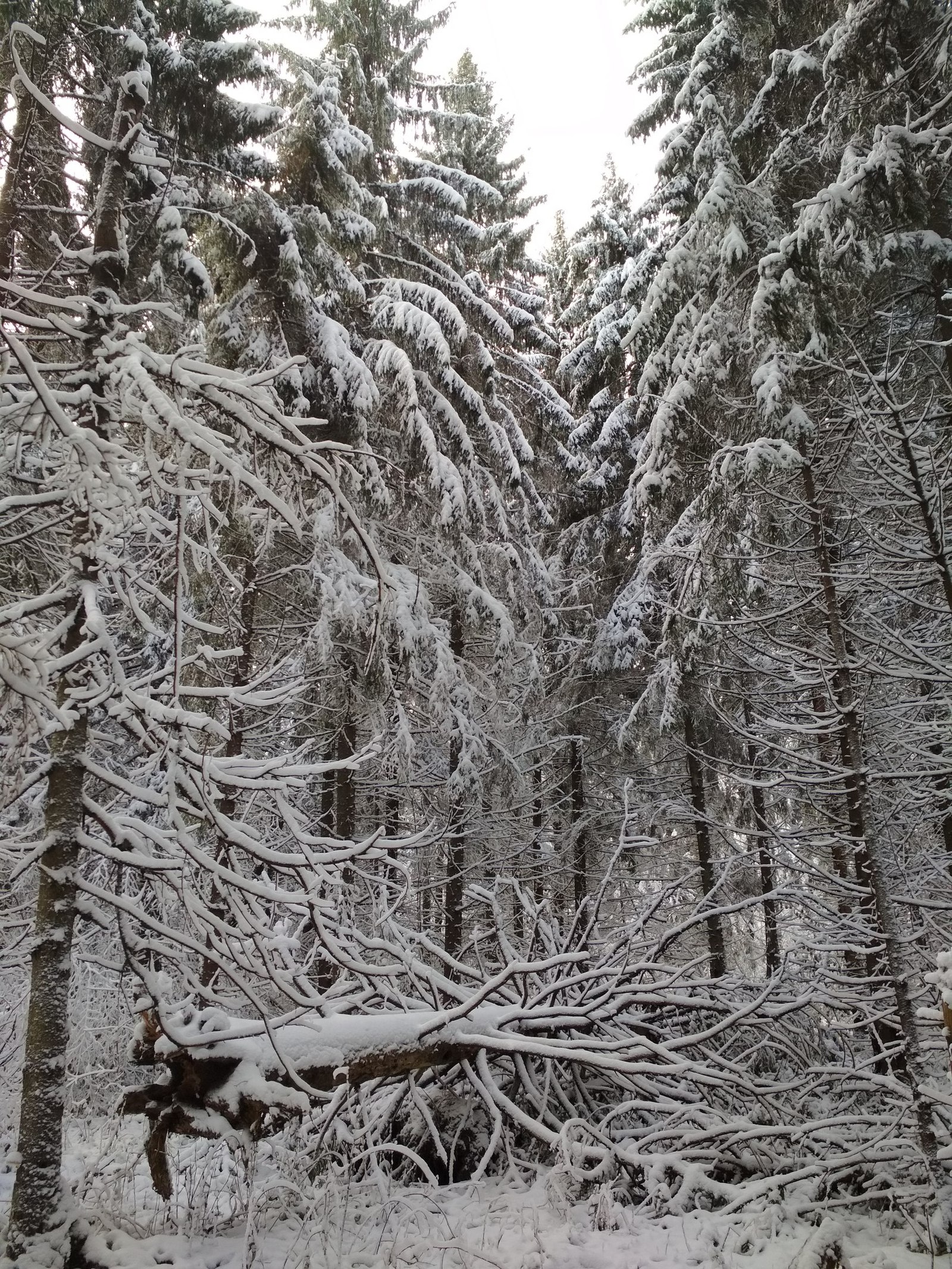 November beauties of the Moscow region - My, Winter, Snow, Forest, Подмосковье, Longpost