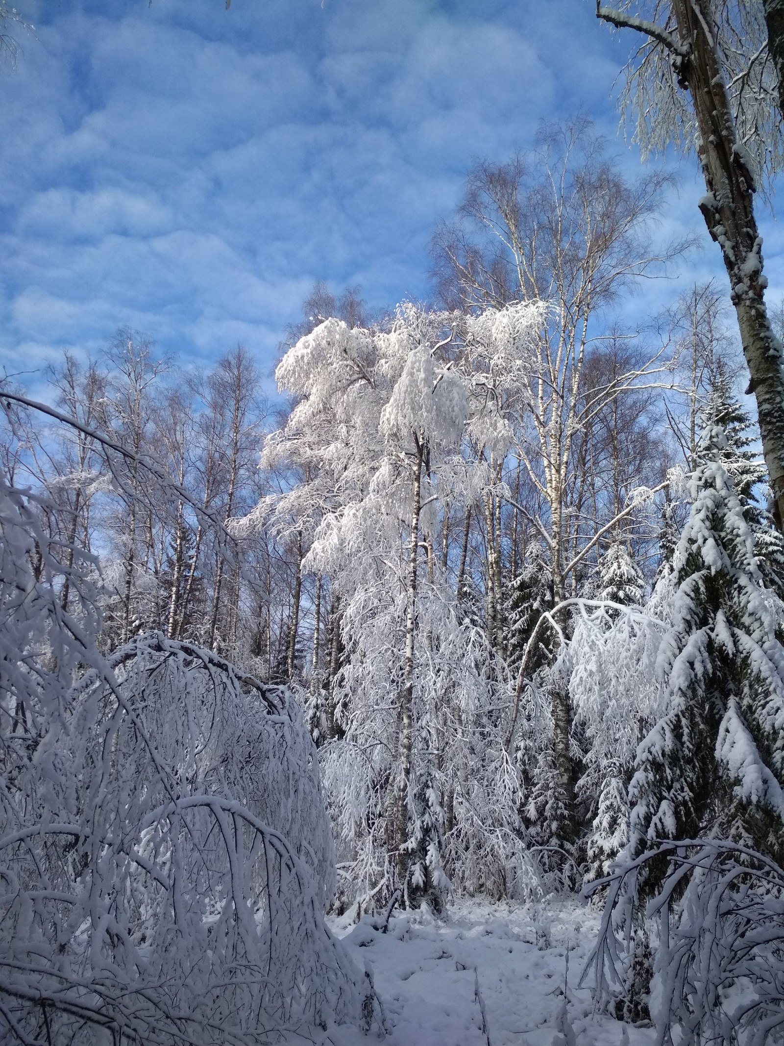 November beauties of the Moscow region - My, Winter, Snow, Forest, Подмосковье, Longpost