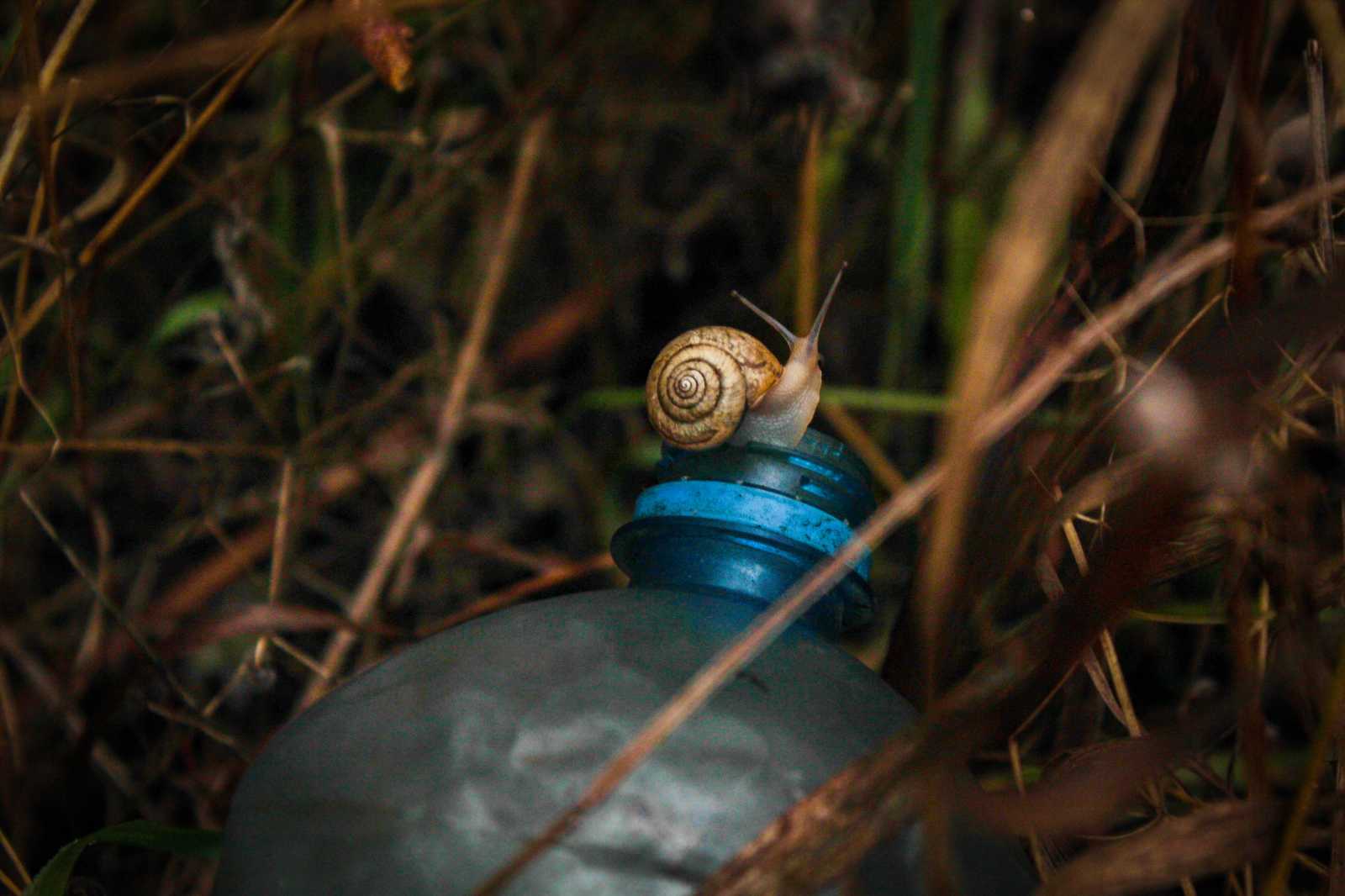 I practiced macro photography on sneakers without macro rings - My, My, Snail, Autumn, , , , Hike, Longpost