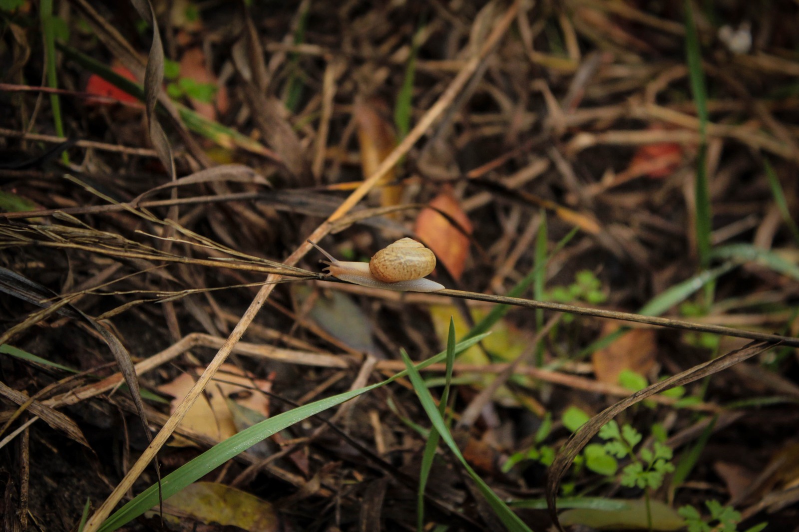 I practiced macro photography on sneakers without macro rings - My, My, Snail, Autumn, , , , Hike, Longpost