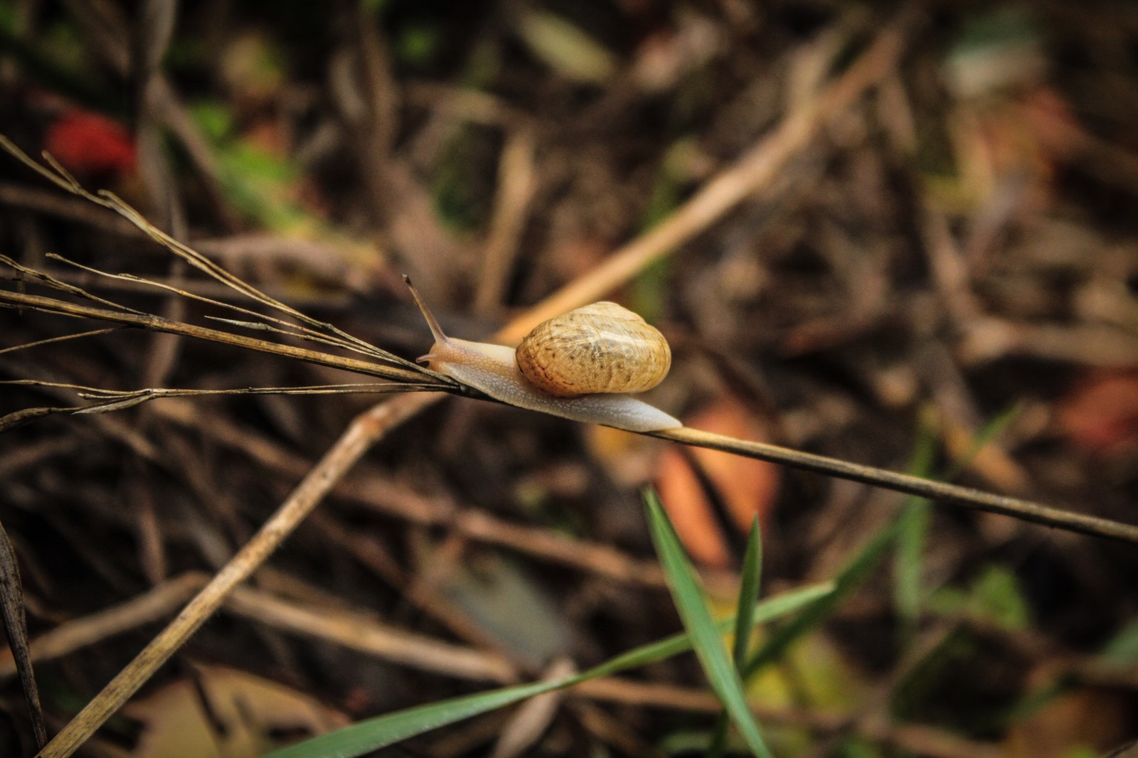 I practiced macro photography on sneakers without macro rings - My, My, Snail, Autumn, , , , Hike, Longpost