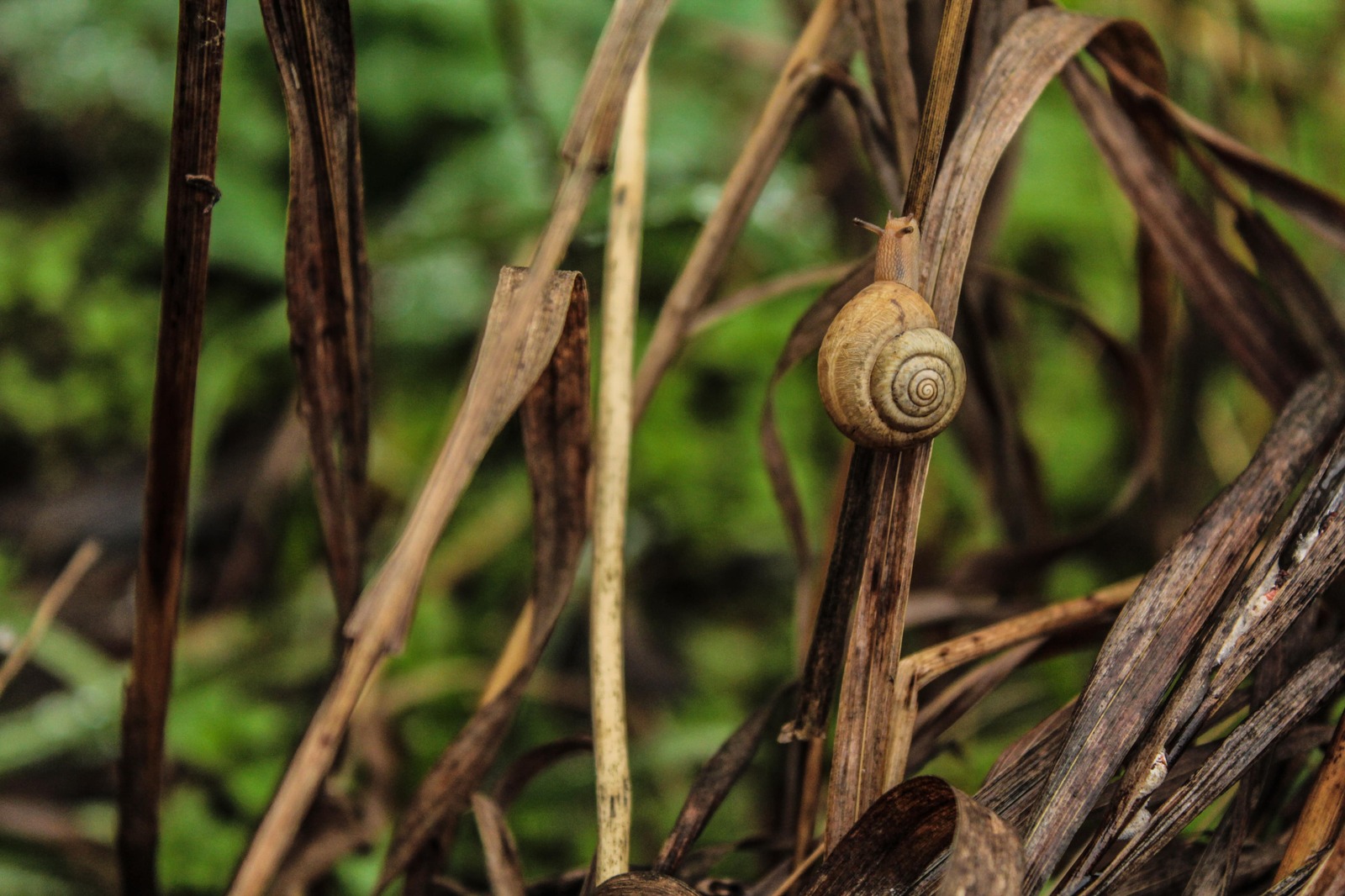 I practiced macro photography on sneakers without macro rings - My, My, Snail, Autumn, , , , Hike, Longpost