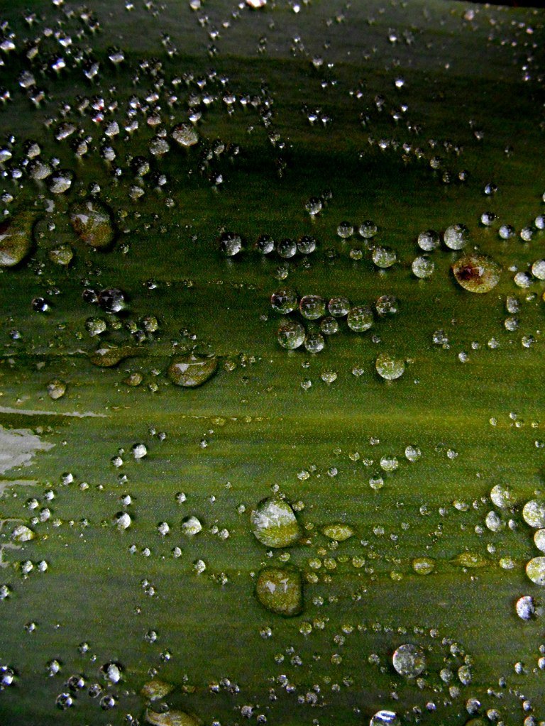 raindrops - Rain, Leaves, Water, Drops, Green, Macro, Macro photography, The photo, Longpost, My
