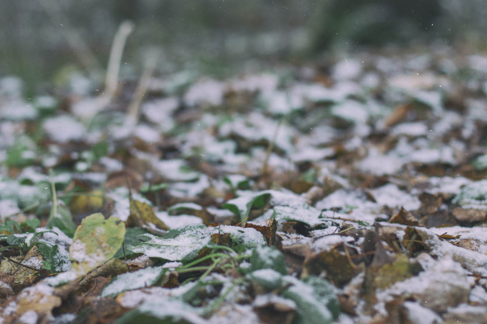 snowy autumn - My, Snow, Autumn, 