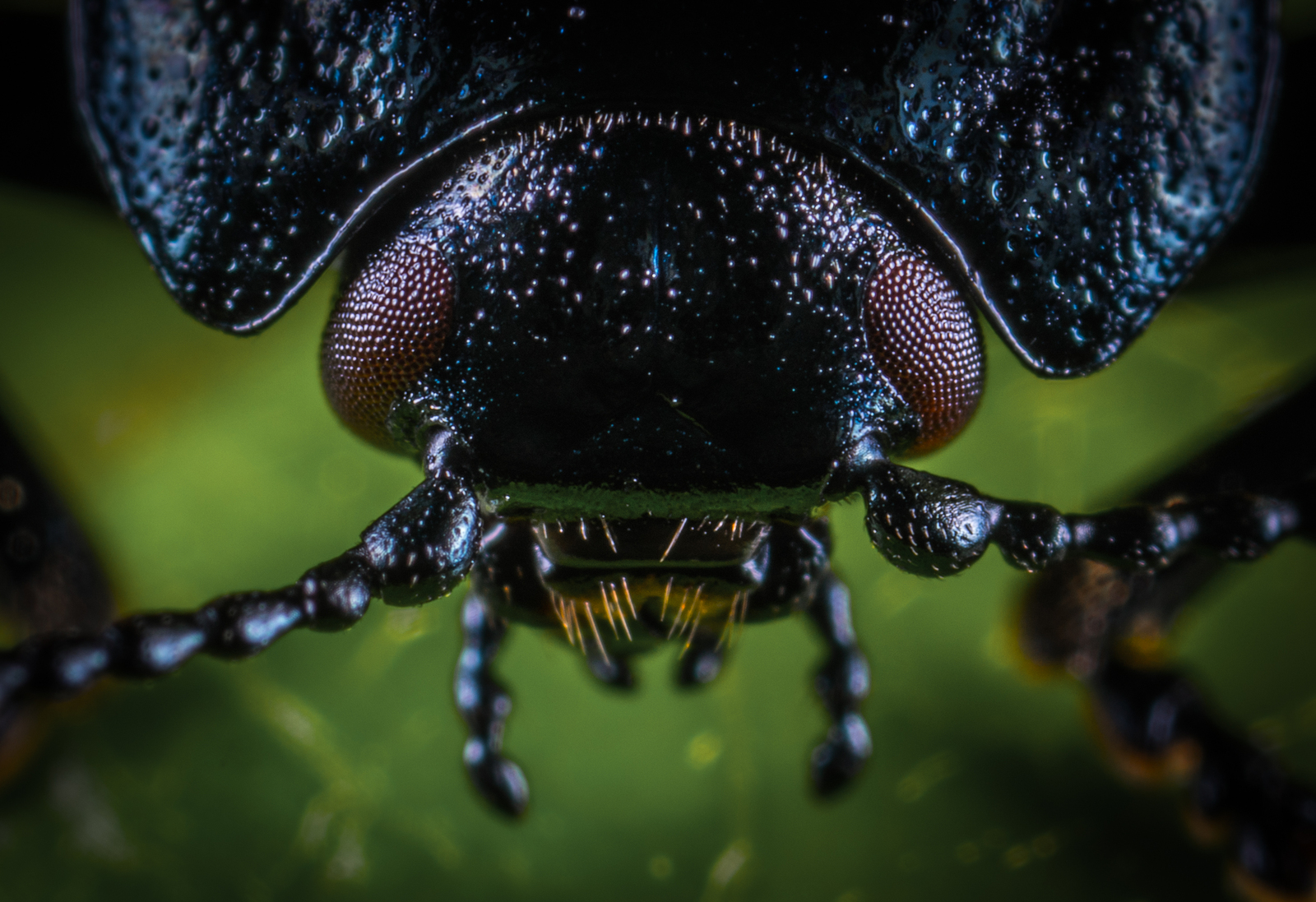 poplar leaf beetle - My, Macro, Leaf beetle, , Жуки, , Insects, Longpost, Macro photography