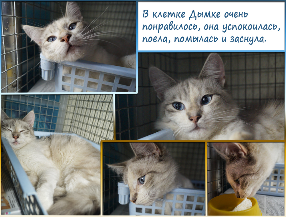 BLUE-EYED MIRACLE-2 - My, Help, cat, Catomafia, Minsk, Longpost, Helping animals