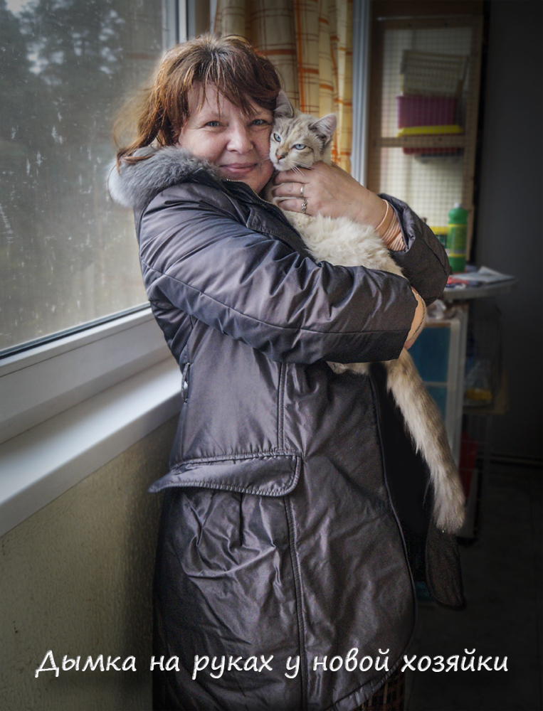 BLUE-EYED MIRACLE-2 - My, Help, cat, Catomafia, Minsk, Longpost, Helping animals