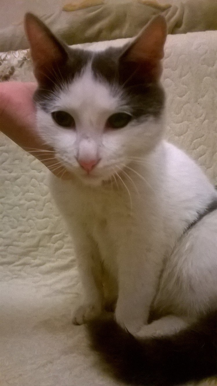 The cat is looking for owners. Kazan. - My, cat, Kazan, Found a cat, Lost, Longpost