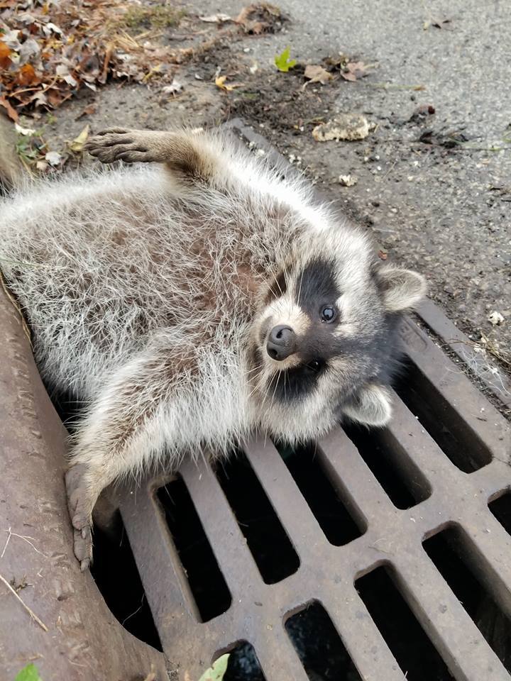 Fat raccoon stuck in sewer grate RESCUE OPERATION - Thick, Raccoon, Stuck, Sewerage, The rescue, Police, Animals, Video, Longpost