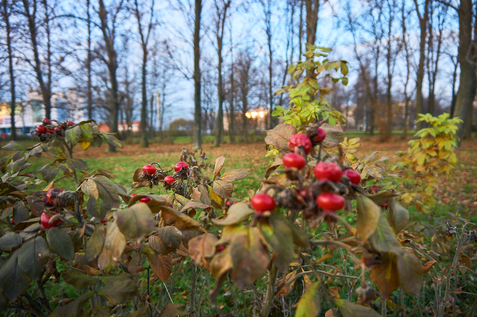 Photo hunting - My, Beginning photographer, Sosnovka Park, Longpost