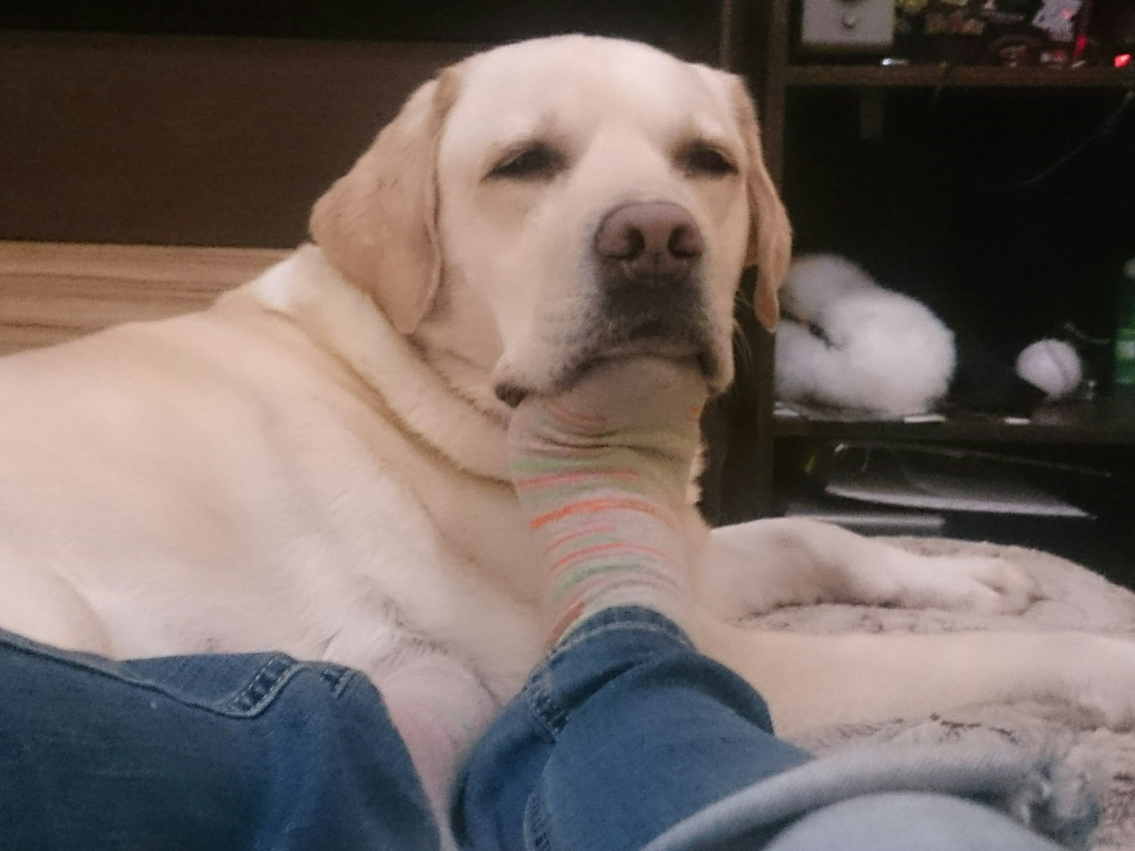 Good place, I'll lie down here) - My, Labrador, Dog, The photo