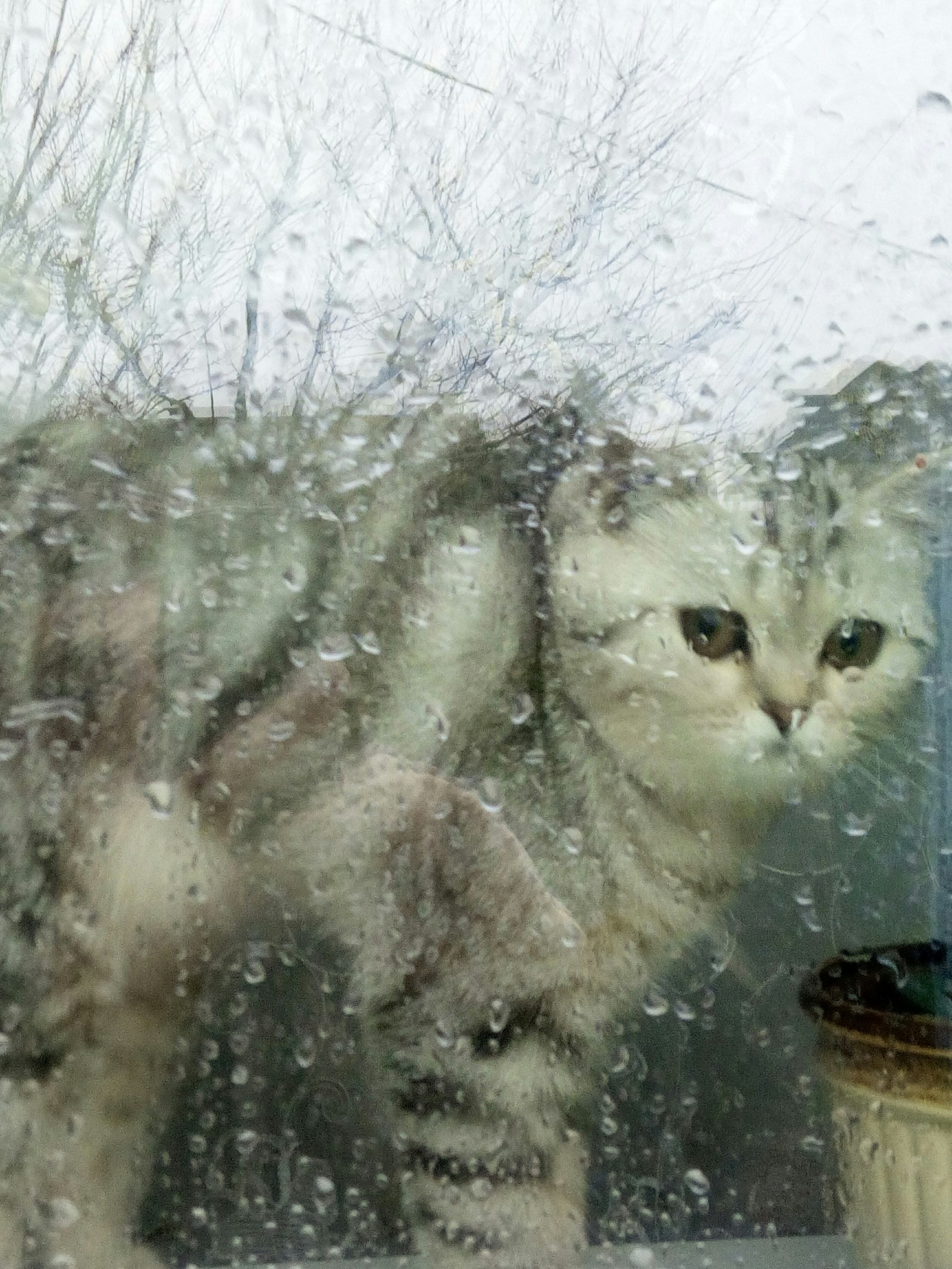 Behind the glass - My, cat, , Longpost