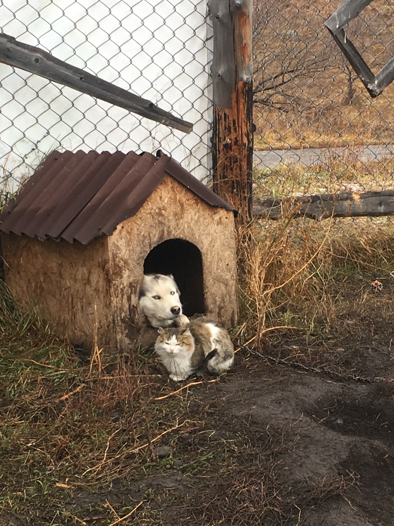 Winter unites not only people, but also animals - My, Altai, Husky, Kotopes, , cat, Dog, Altai Republic