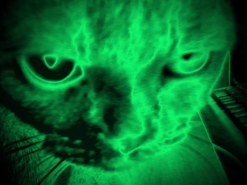 chalcosaurus - Hulk, Greenery, cat, Homemade, The photo, Night