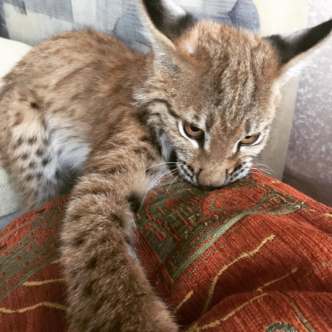 Don't touch the pillow! - My, Lynx, Domestic lynx, Pets, 