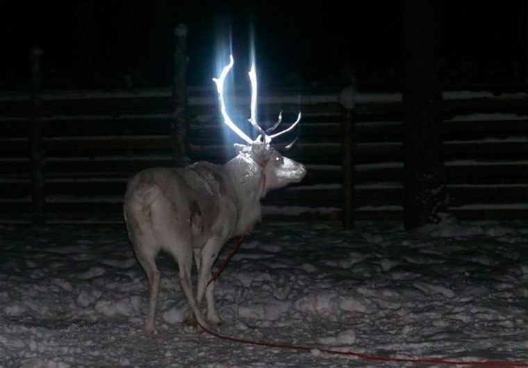 Good idea - Deer, Finland, Reflectors, Animal protection, Deer