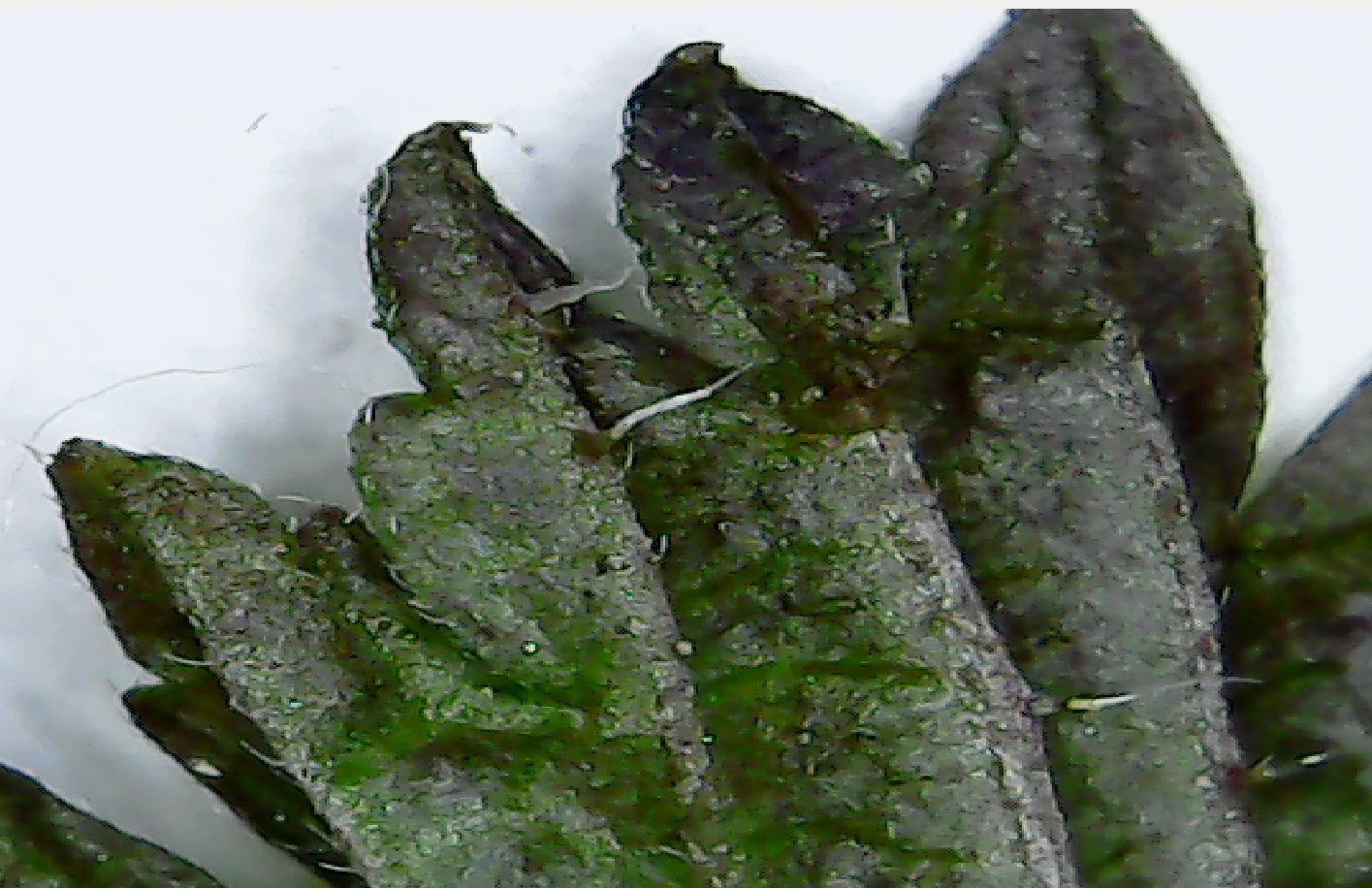 Nettle leaf under the microscope - Nettle, Microscope, My