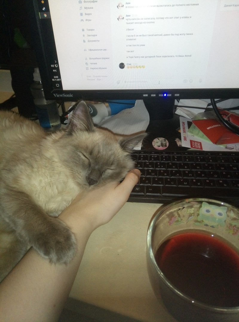 sleep keyboard) - My, cat, Catomafia, Dream