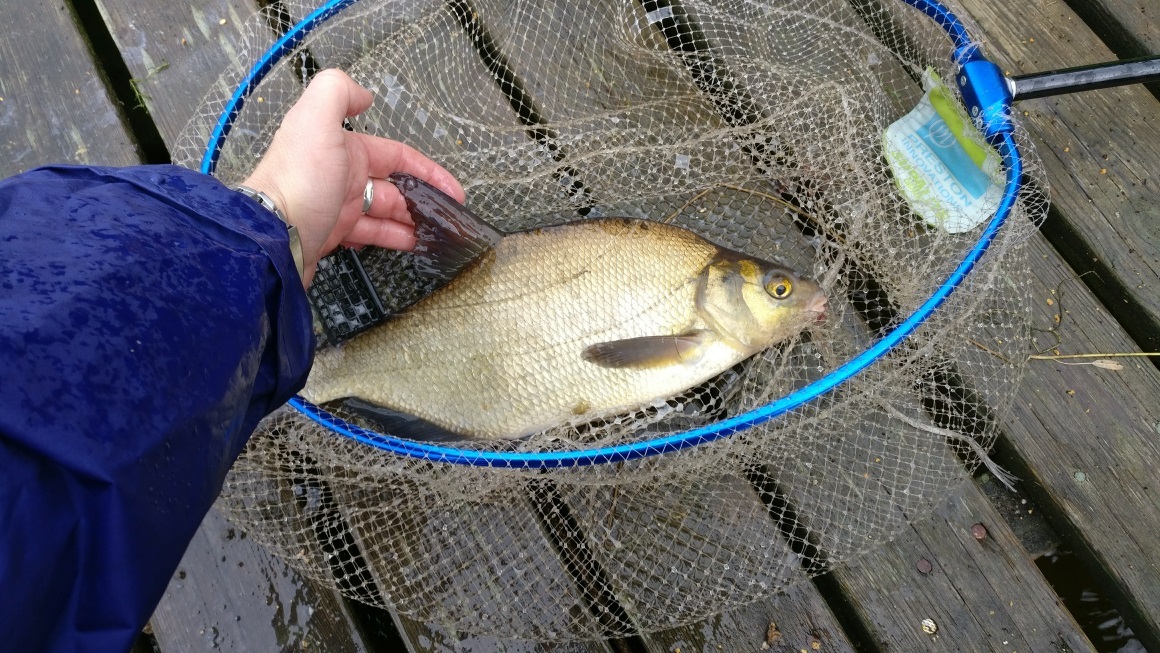 How to outsmart the roach and catch the bream. - My, Fishing, Feeder, Bream, Saimaa, Finland, Scoundrel, Roach, , Video, Longpost