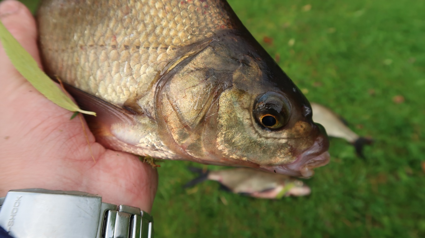 How to outsmart the roach and catch the bream. - My, Fishing, Feeder, Bream, Saimaa, Finland, Scoundrel, Roach, , Video, Longpost