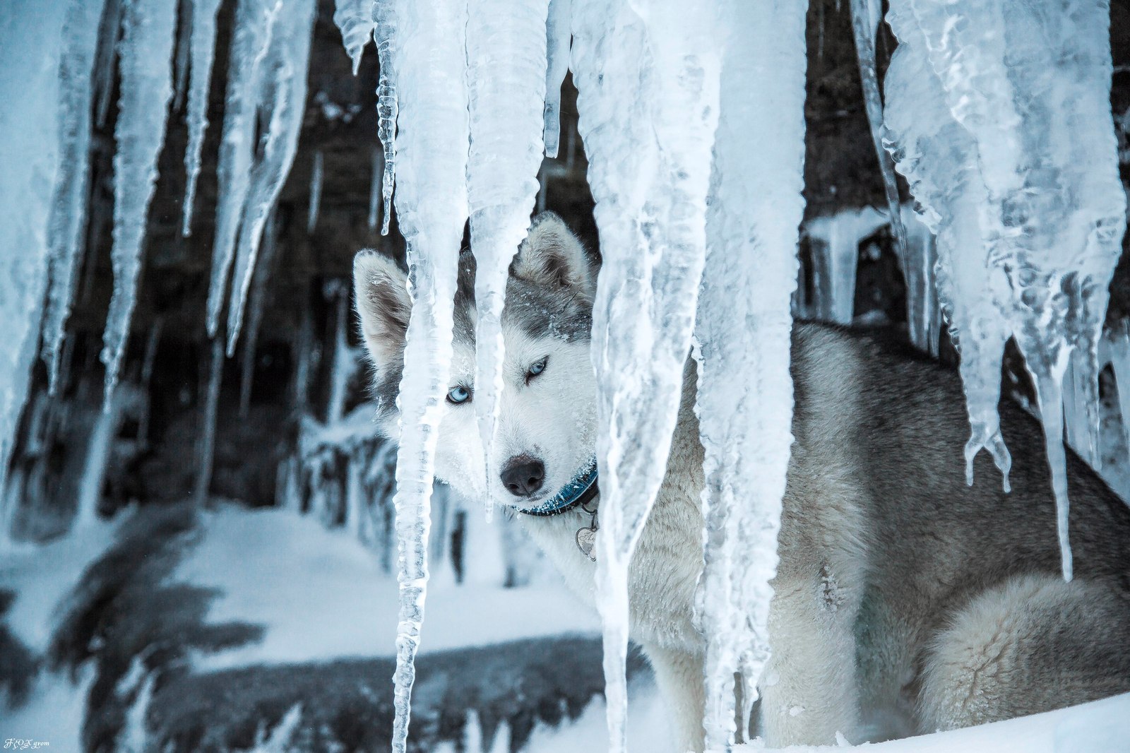 Winter in Khibiny - Murmansk region, Khibiny, Dog, Husky, Winter, Snow, Longpost