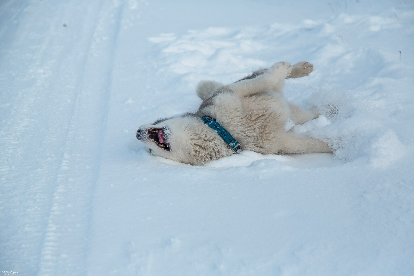 Winter in Khibiny - Murmansk region, Khibiny, Dog, Husky, Winter, Snow, Longpost