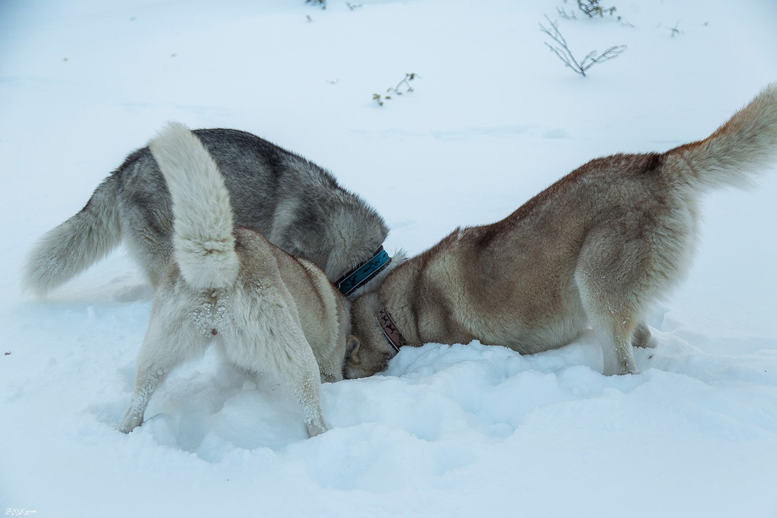 Winter in Khibiny - Murmansk region, Khibiny, Dog, Husky, Winter, Snow, Longpost