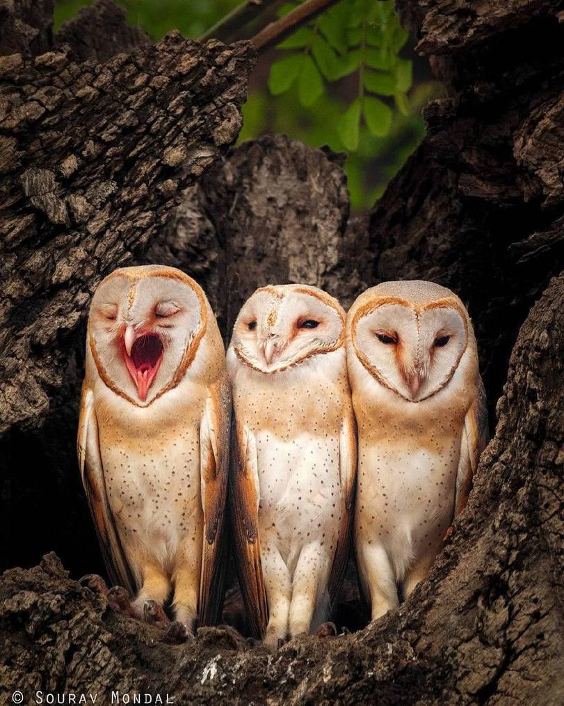 Sleepy barn owls. - Barn owl, Owl, Birds, Morning is never good, Nature, The photo