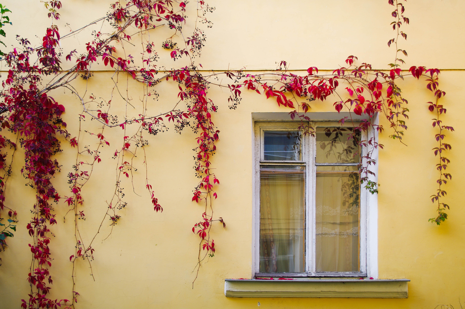 A little more Petersburg comfort. - My, The photo, Autumn, Saint Petersburg, Black River, Village, Courtyard, Porch, Longpost