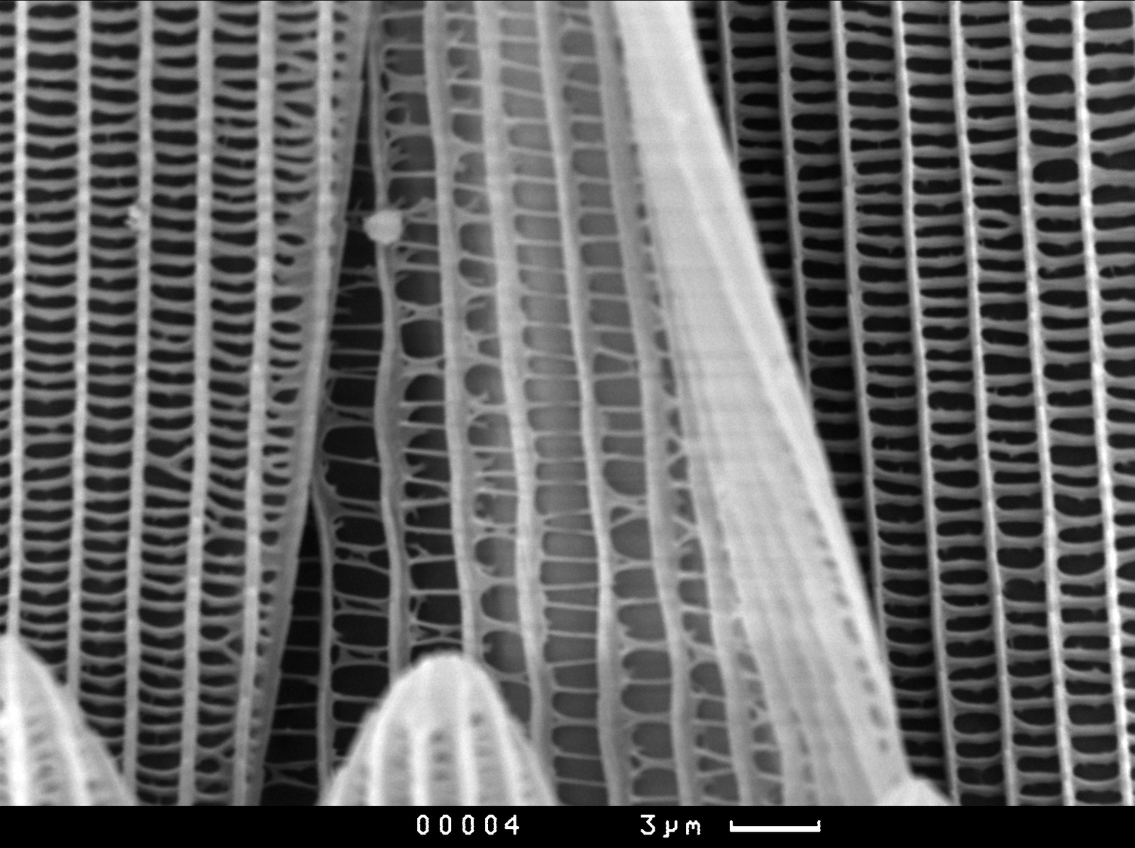 Photos from an electron microscope - My, , Master's degree, Longpost, Electron microscope