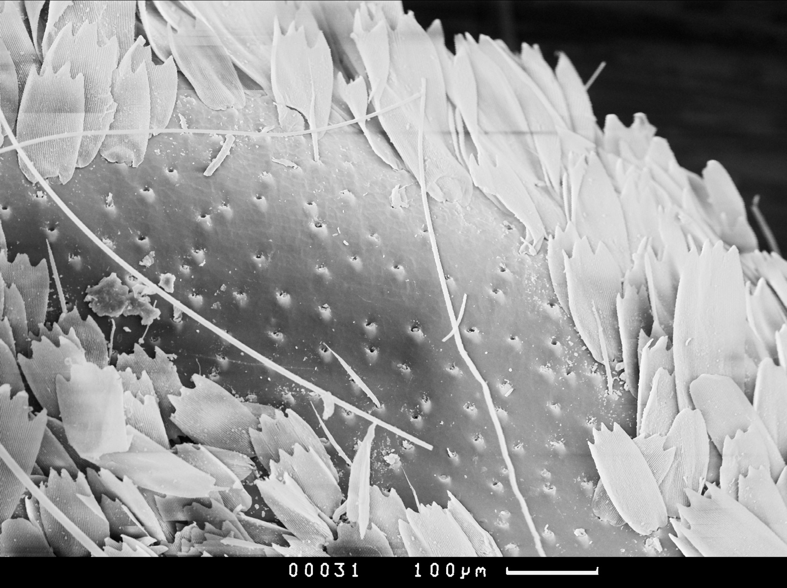 Photos from an electron microscope - My, , Master's degree, Longpost, Electron microscope