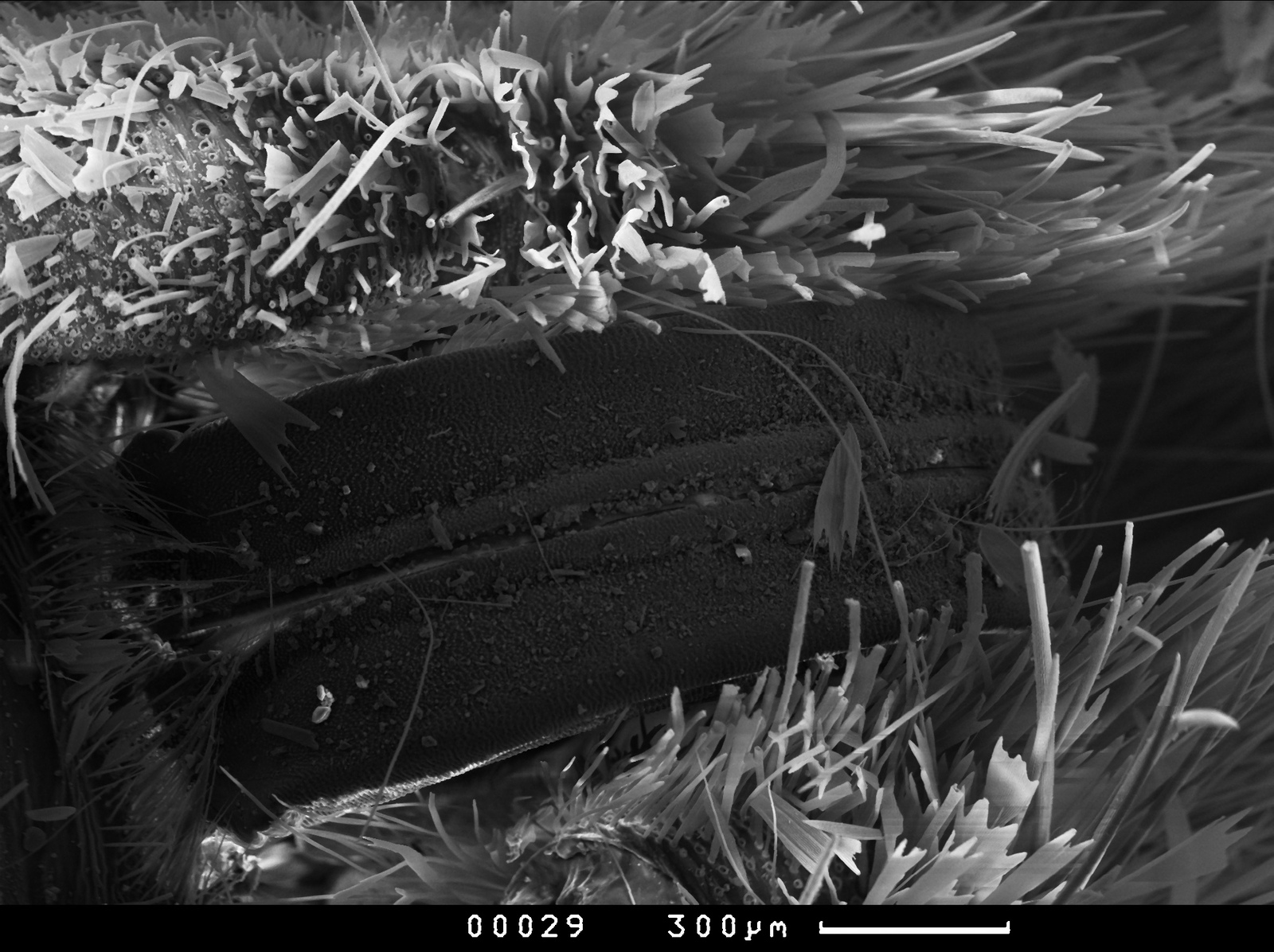 Photos from an electron microscope - My, , Master's degree, Longpost, Electron microscope