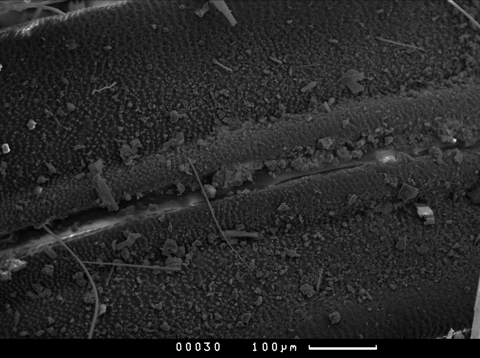 Photos from an electron microscope - My, , Master's degree, Longpost, Electron microscope