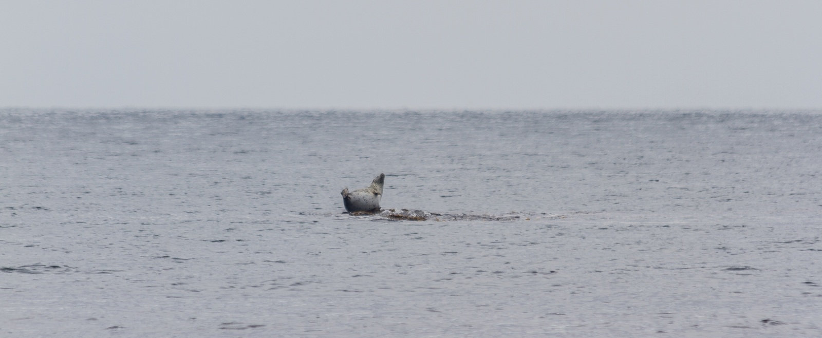 From the shore the sea is beautiful, from the sea the shore is beautiful. - My, Sea, Overnight stay, Sakhalin, wildlife, Sea of ??Okhotsk, Sakhalin Region, , Hike, Longpost