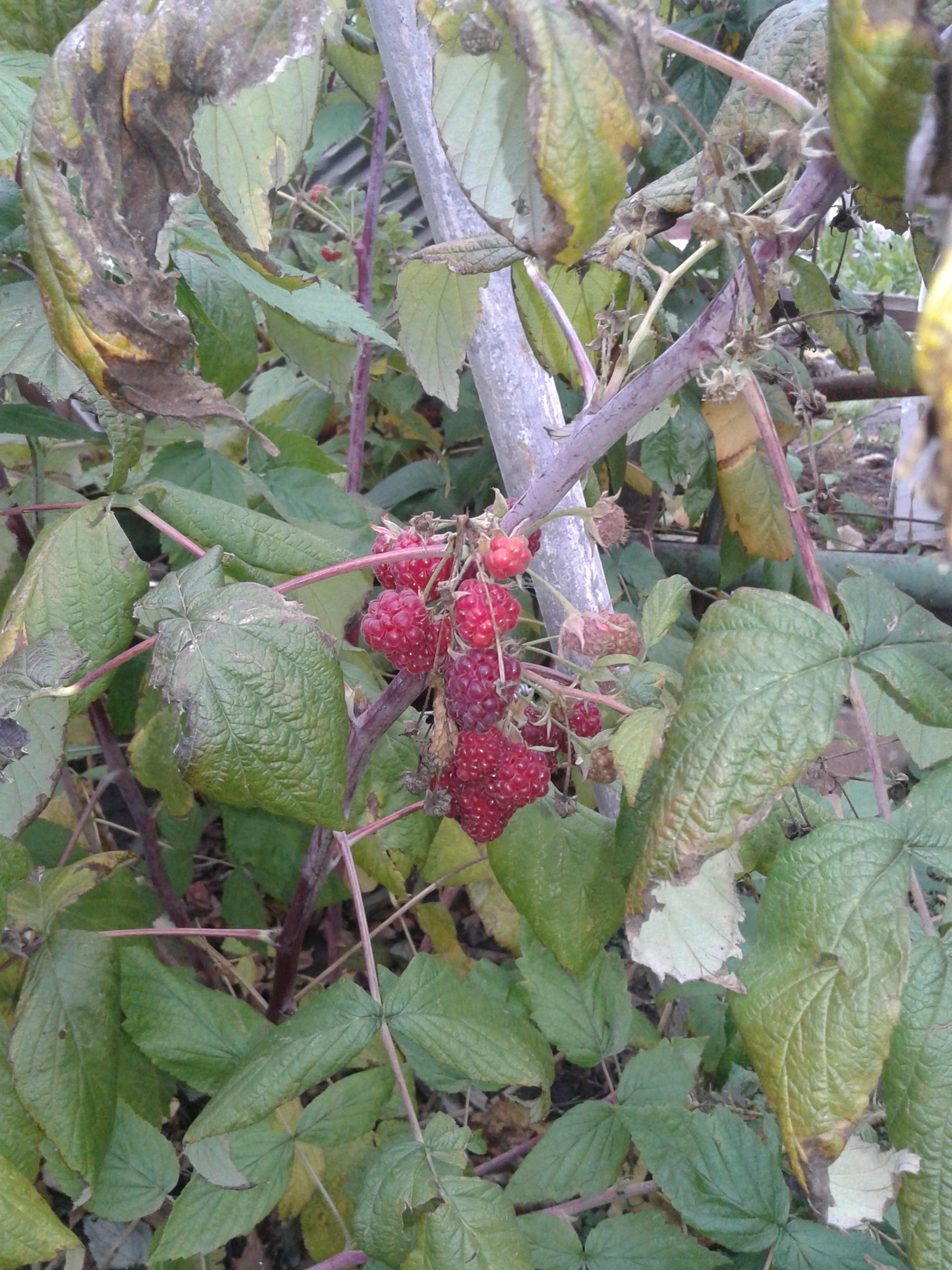 And we still grow raspberries - Raspberries, November