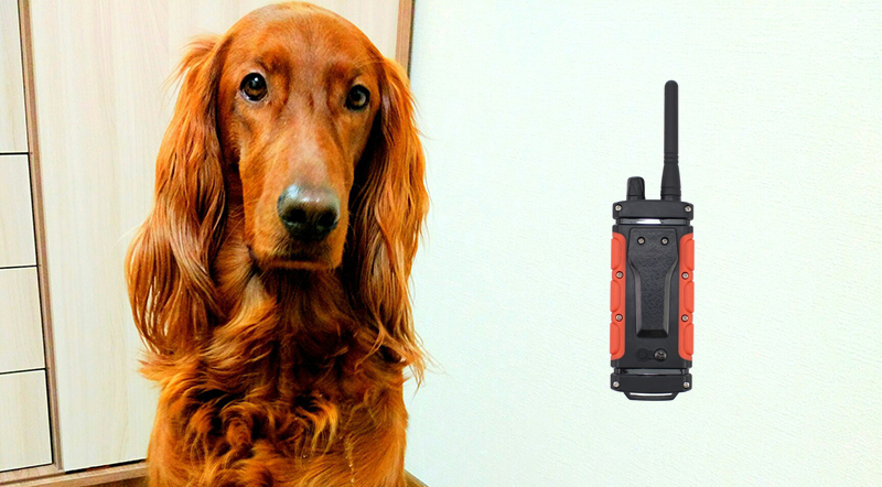 About electronic collars - My, Dog, Training, Education, Collar, Video, Longpost