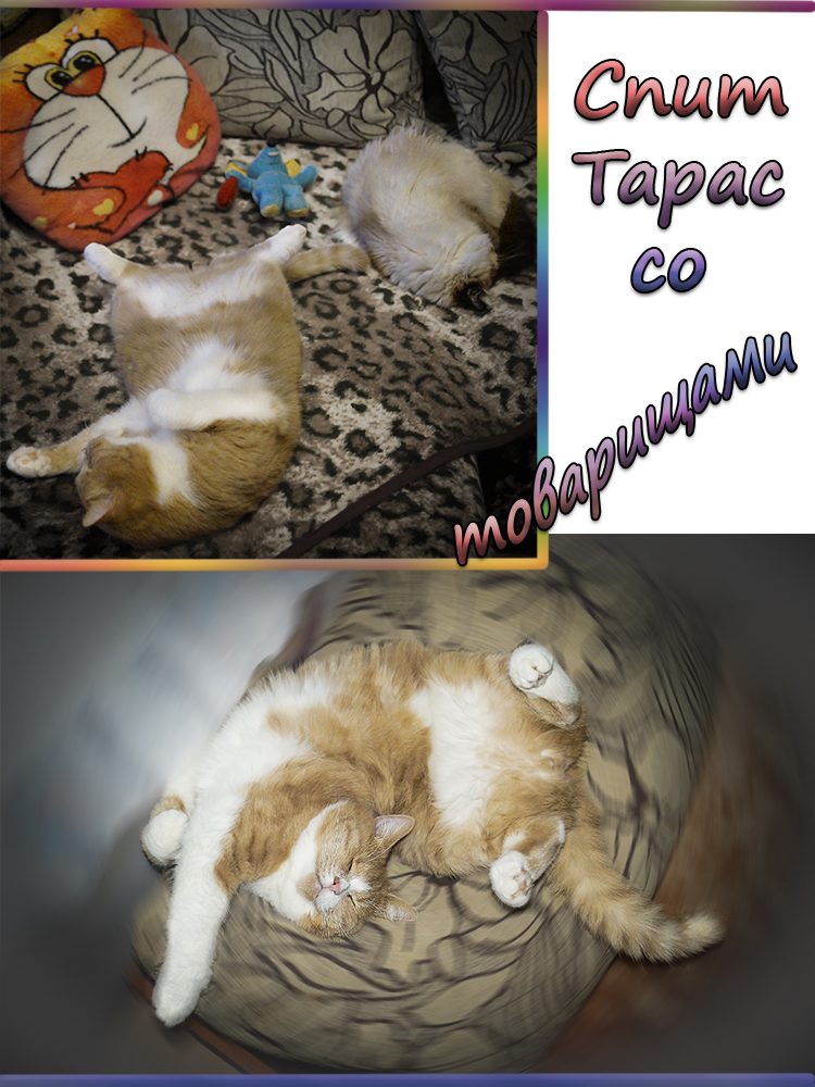 CATS SLEEP - My, cat, Catomafia, Minsk, Longpost